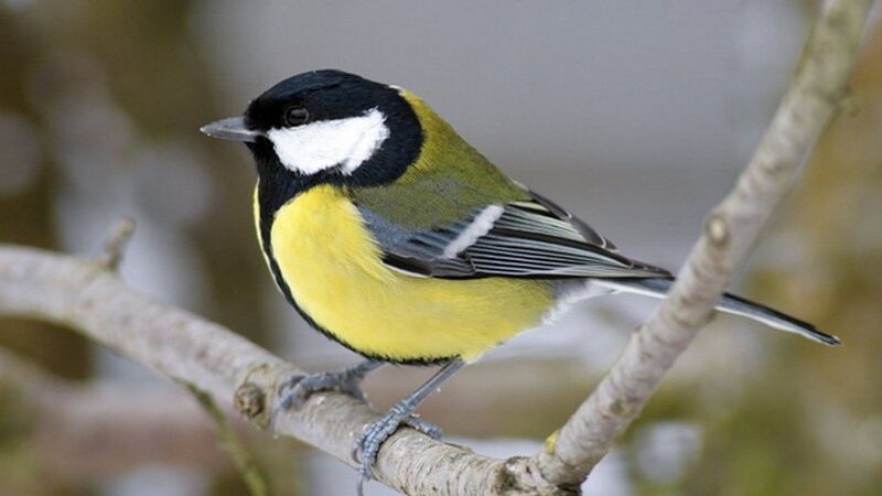 Jakie smakołyki przyciągają sikorki do naszych ogrodów?