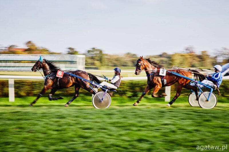 Kłusaki – fascynujący typ konia, który zachwyca swoimi osiągnięciami