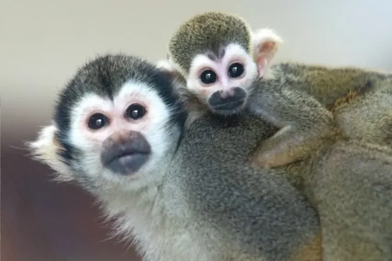 Tajemnicze życie sajmiri – fascynujący świat małp z tropików