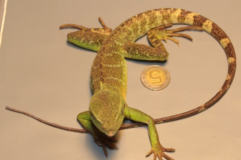 Agama blotna – tajemnice hodowli i pielęgnacji tego fascynującego gadaża