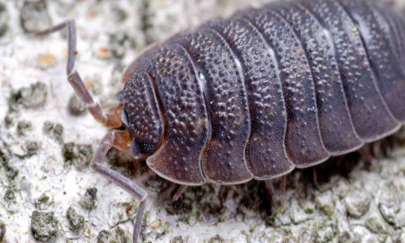 Czy prosionek to przyjaciel czy wróg? Odpowiadamy na pytanie, czy gryzie!