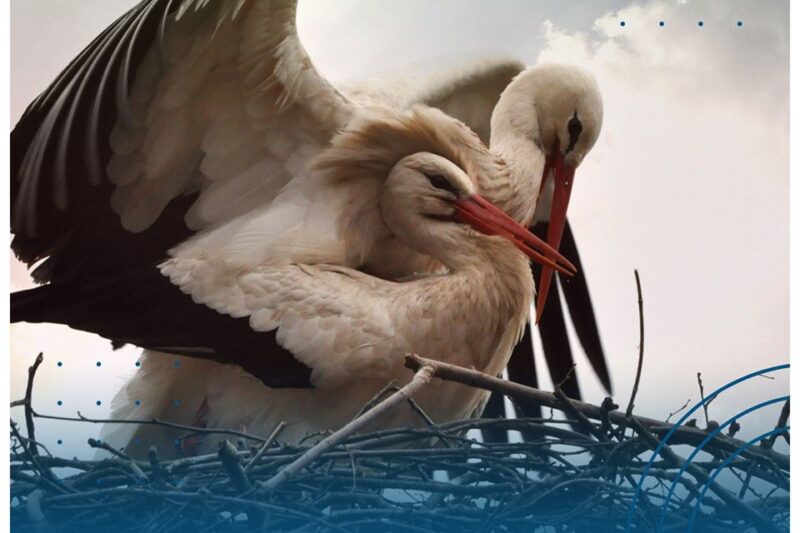 Magiczne chwile w Dniu Bociana – święto radości i nadziei