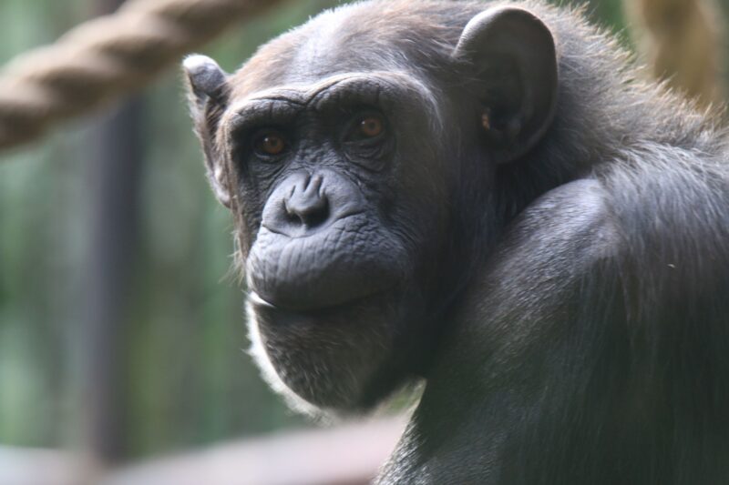 Magiczne chwile w Dniu Szympansa – jak świętować z wyjątkowymi przyjaciółmi z dżungli