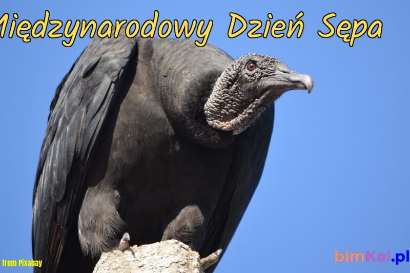 Odkrywając tajemnice Dnia SEPA: Co warto wiedzieć?