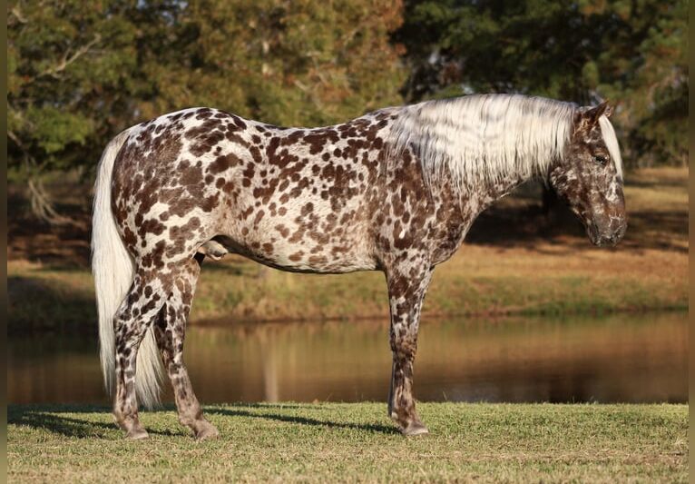 Sekrety hodowli koni Appaloosa – dlaczego warto je poznać?