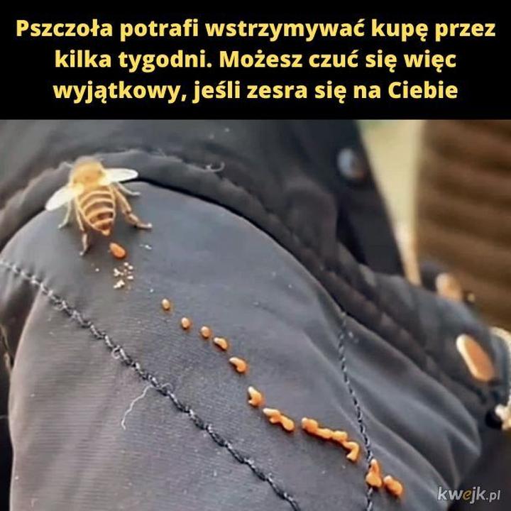 Ekologiczne nawozy pszczele