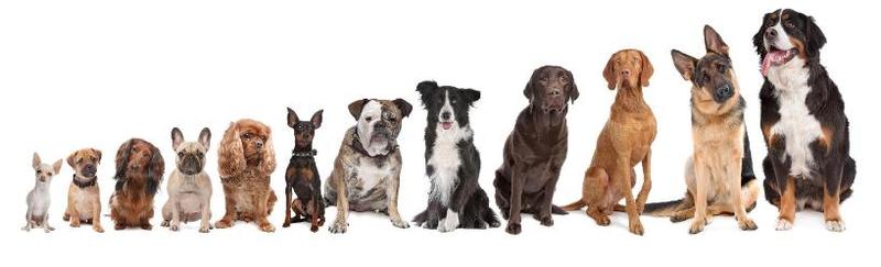 Emocjonalne korzyści z psa