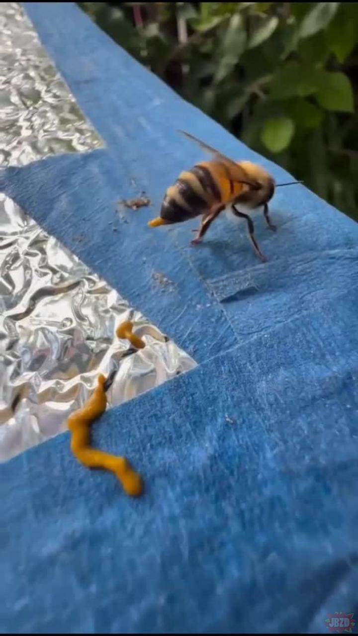 Odchody pszczół w ogrodnictwie