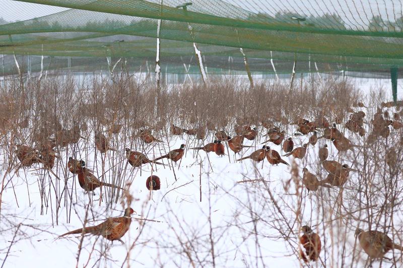 Pożywienie bazantów w zimie
