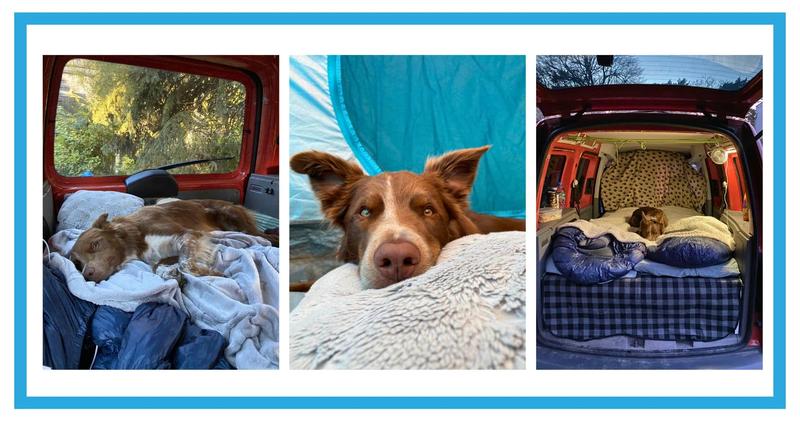 Przygotowanie psa do podróży