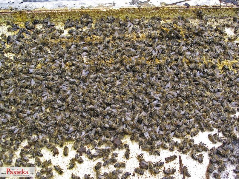 Pszczele odchody a zdrowie