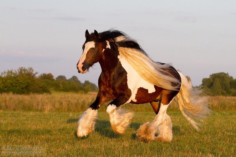 Zakup konia fryzyjskiego