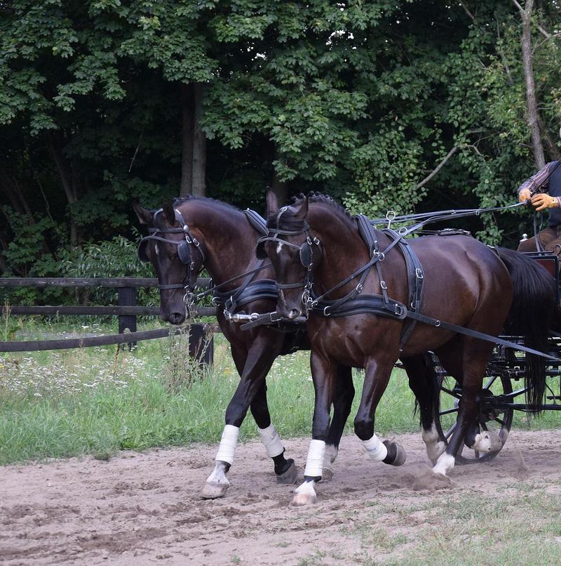 Zaprzęgi dziedzictwo kulturowe