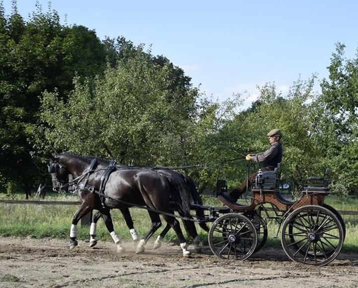 Zawody konie zaprzęgowe