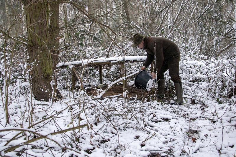 Zdrowie bazantów w zimie