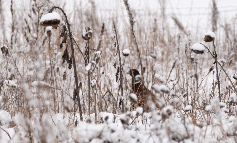 Zimowe menu bazantów