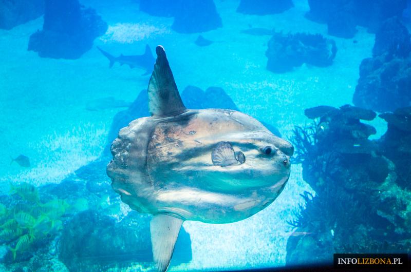 Bioróżnorodność oceanów