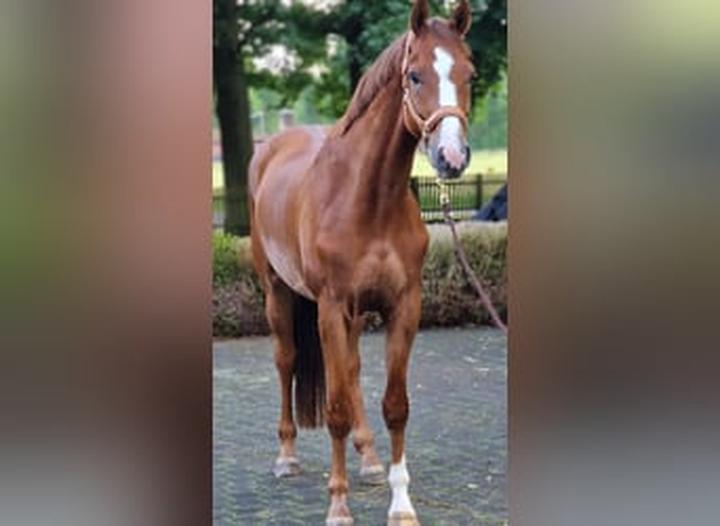 Charakterystyka koni oldenburskich