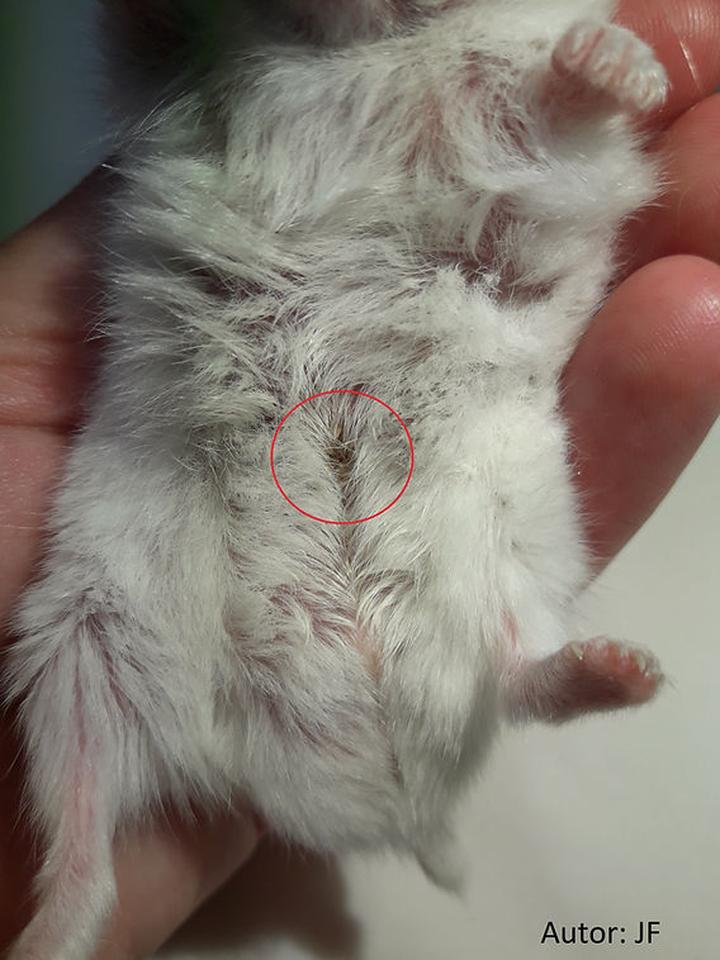 Dieta a gruczoły zapachowe