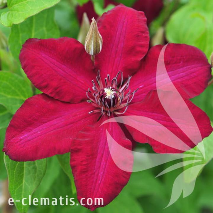 Dzień ochrony słoni