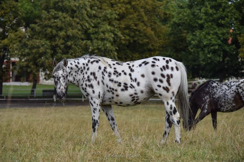 Ekosystem koni tarantowatych