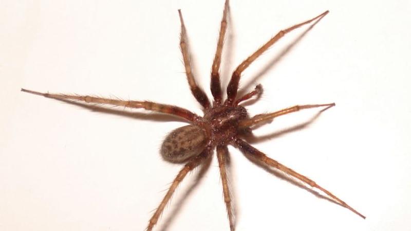 Pająki w domu