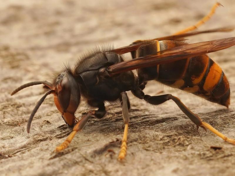 Szerszeń objawy ukłucia