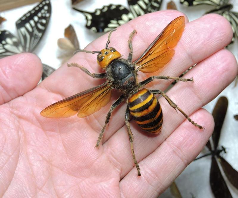 Szerszeń znaczenie ekologiczne