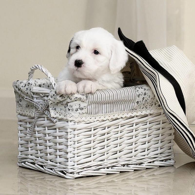 Szkolenie szczeniaka