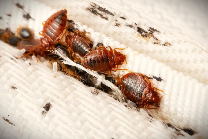 Ukąszenia pluskiew objawy