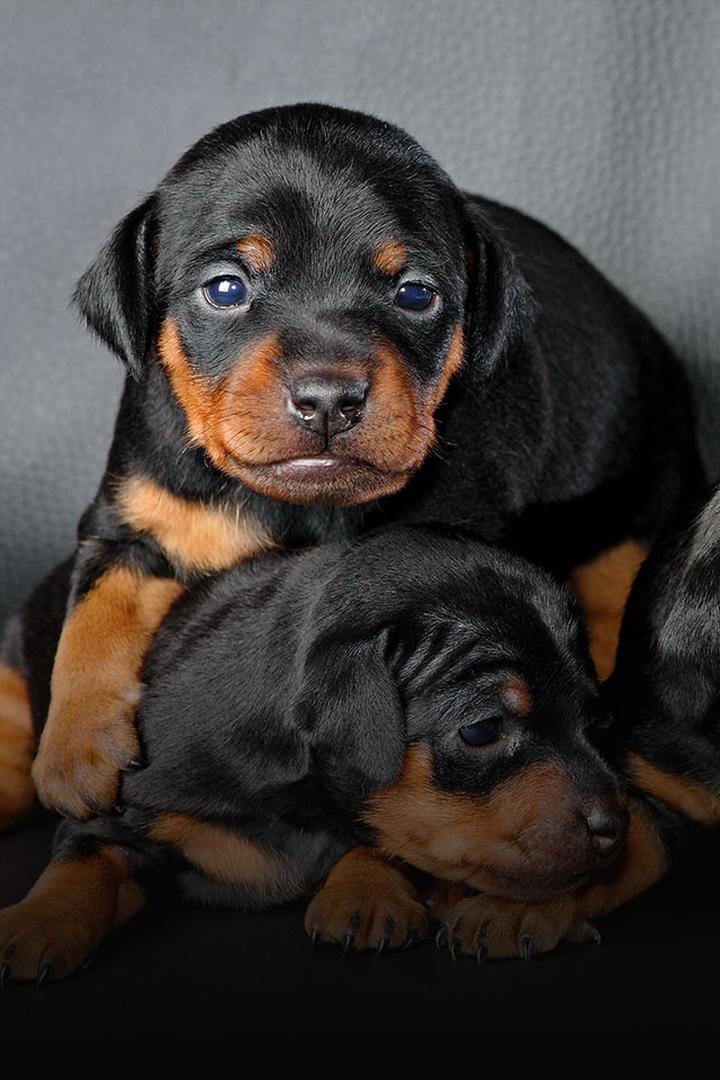 Wychowanie szczeniaka