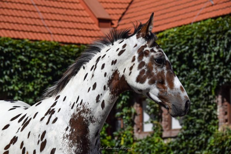 Zachowania społeczne koni