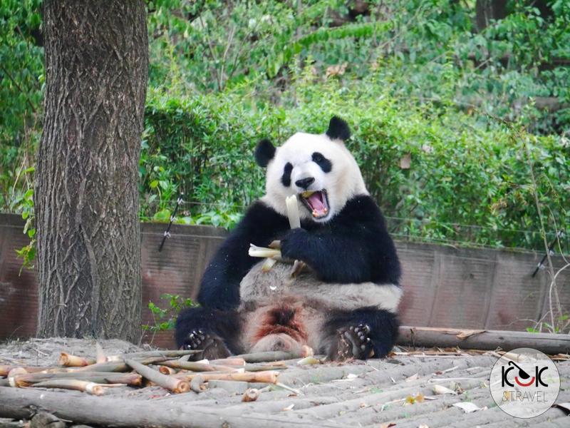 Zachowania społeczne pandek