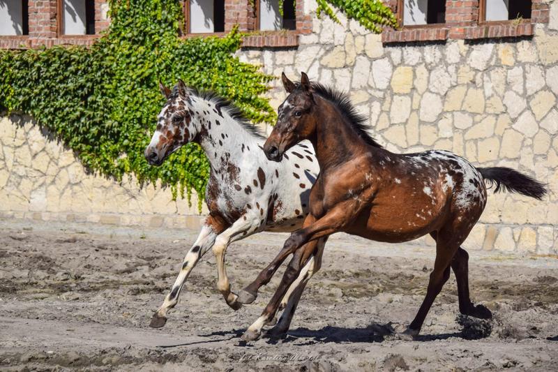 Żywienie koni tarantowatych