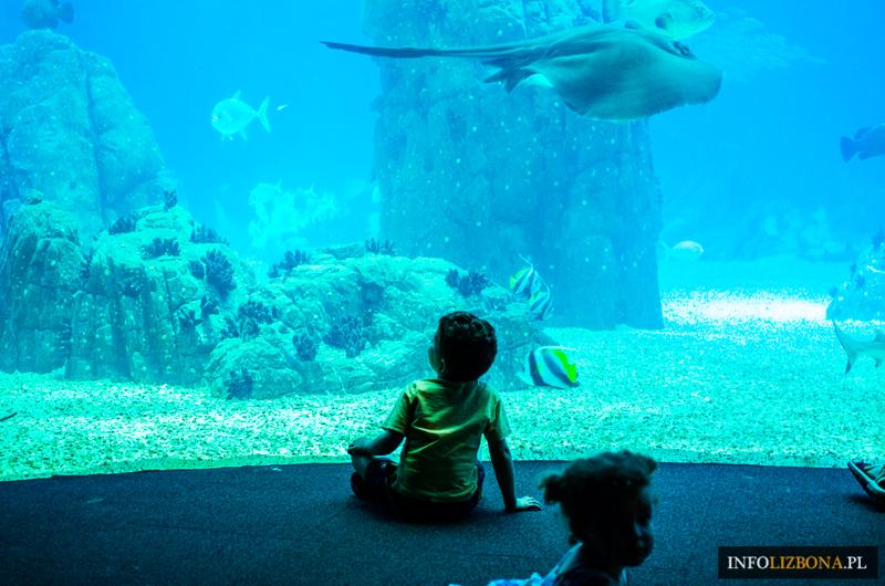 Eksploracja podwodnego świata w oceanarium w Lizbonie