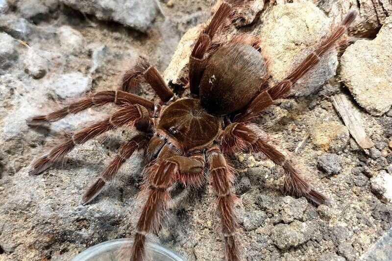 Ptasznik goliat – olbrzym wśród pajęczaków, który zaskakuje swoją urodą