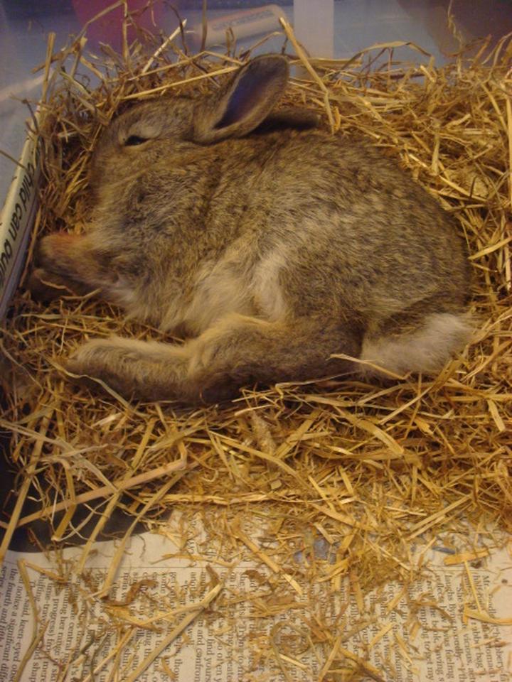 Biegunka u królików