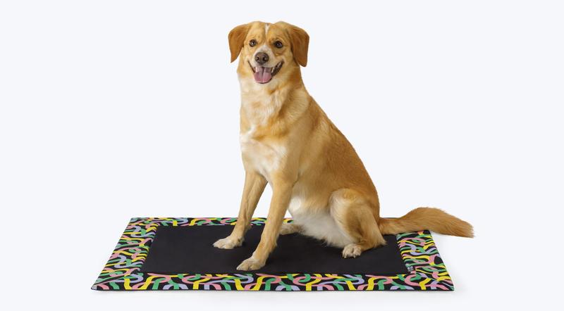 Błędy w treningu psa