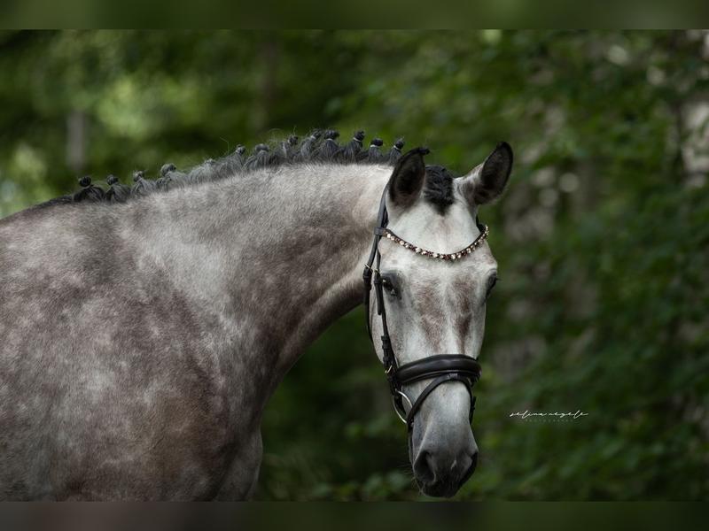 Charakterystyka koni niemieckich