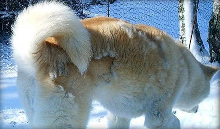 Dieta a linienie psów