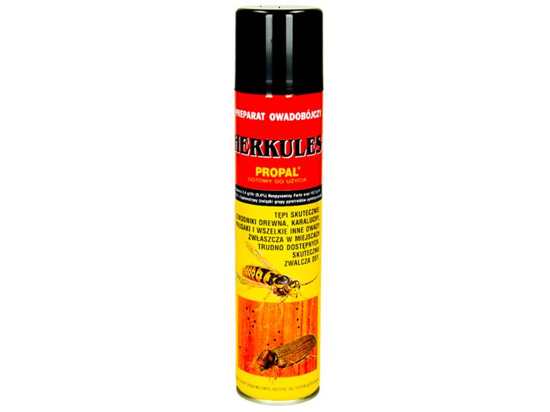 Korniki zagrożenie dla ludzi