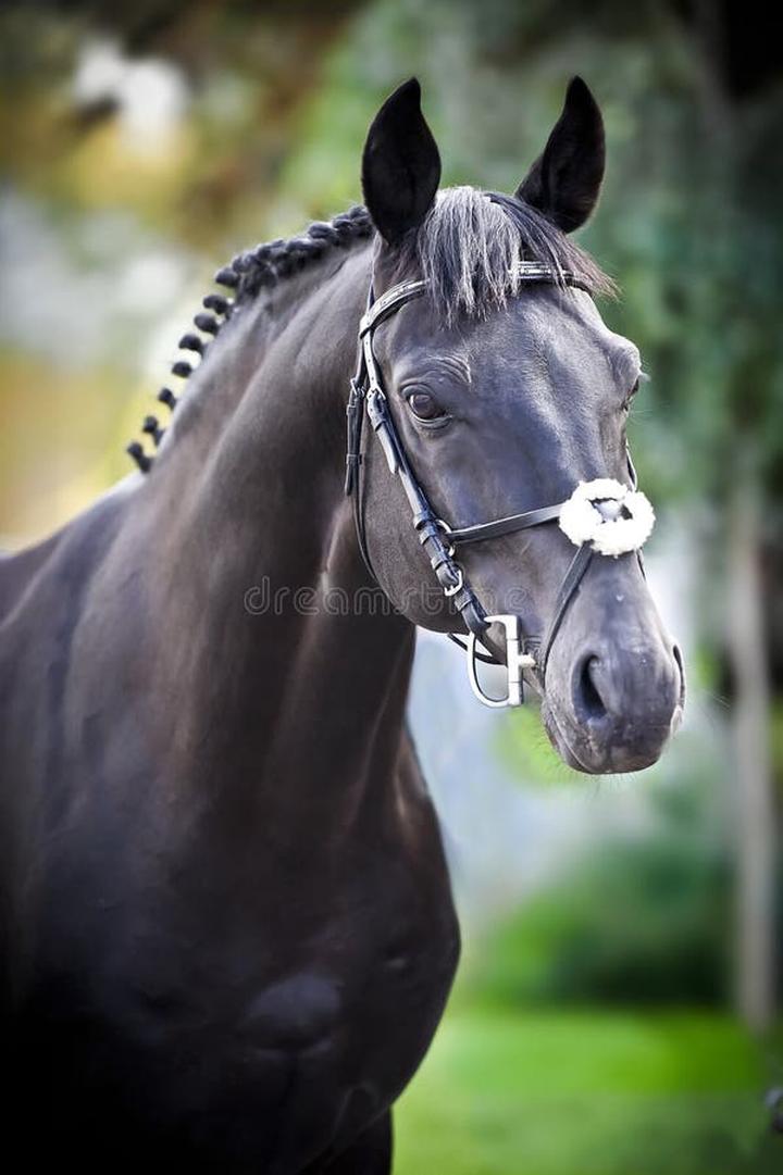 Niemieckie rasy koni