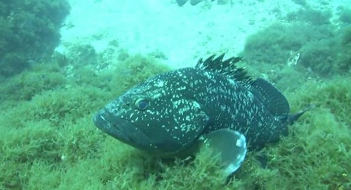 Nurkowanie na Majorce