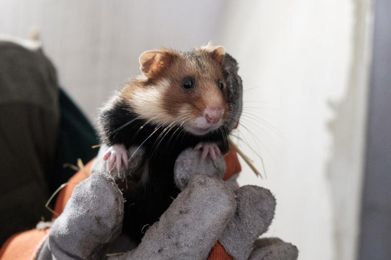 Opieka nad chomikiem europejskim