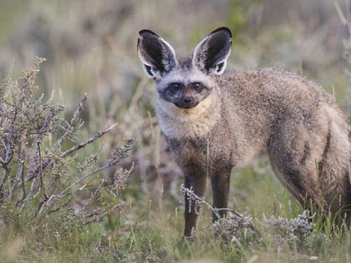 Otocjon i styl życia