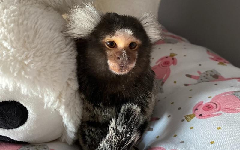 Piękno marmozet