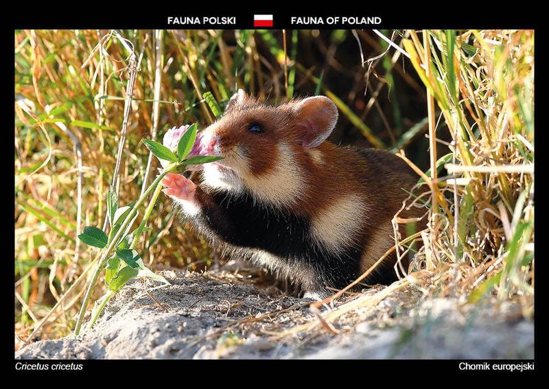 Potrzeby chomika europejskiego