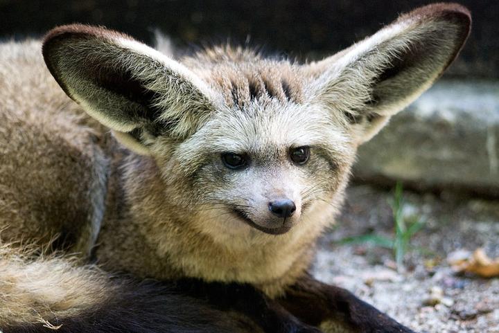 Praktyczne stosowanie otocjonu