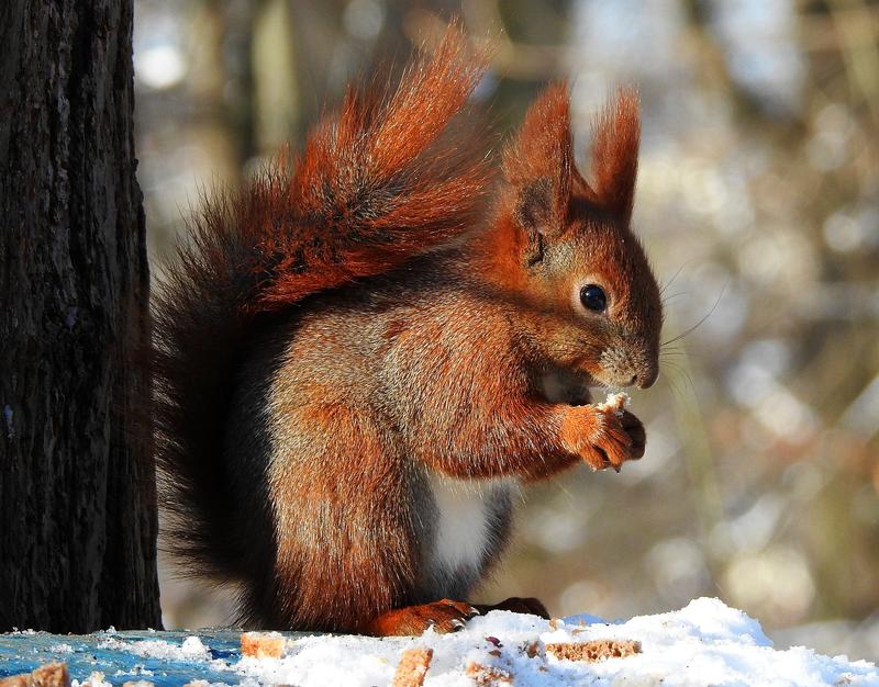 Przetrwanie wiewiórek zimą