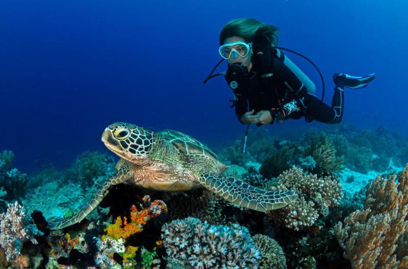 Przewodnik dla początkujących nurków